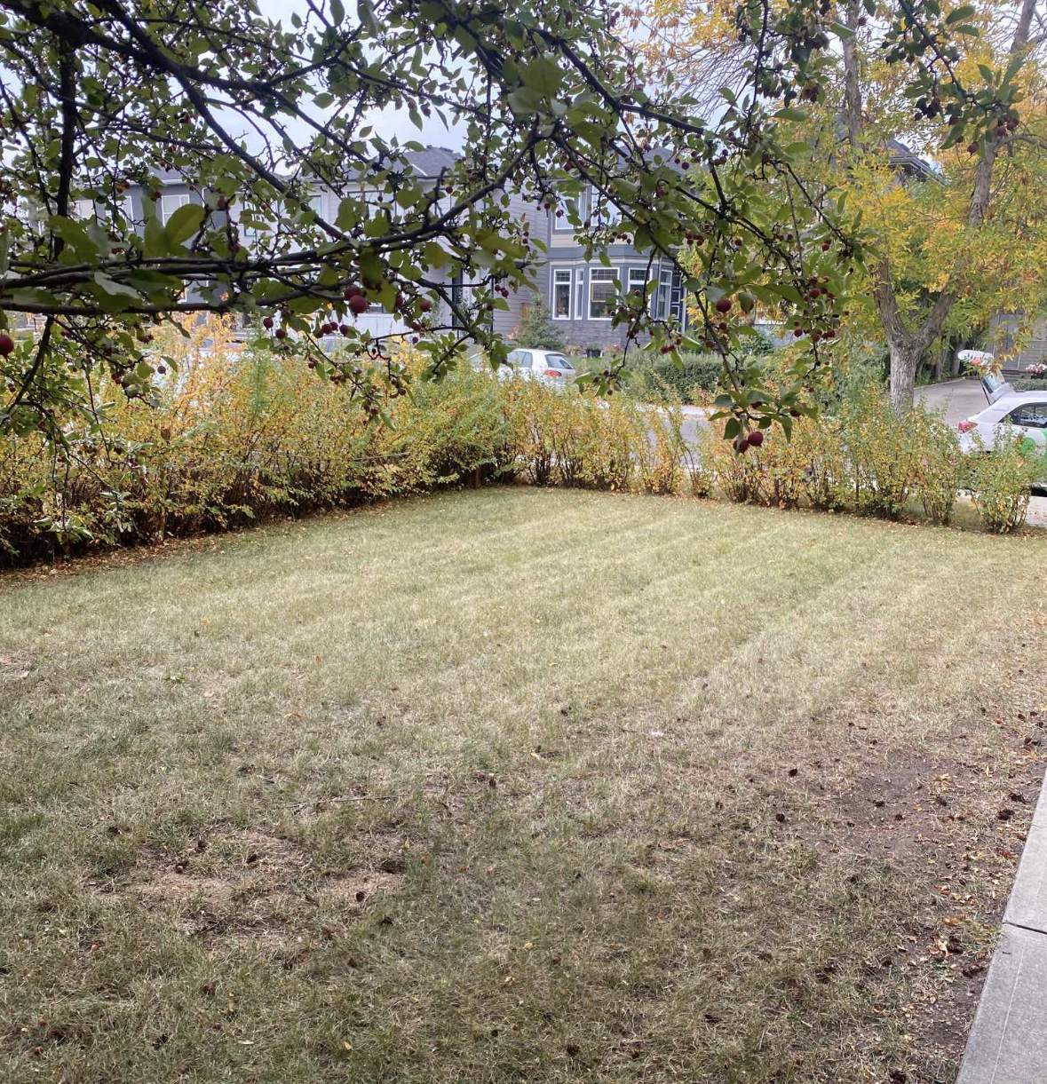 Beautiful lawn with clear stripes after mowing