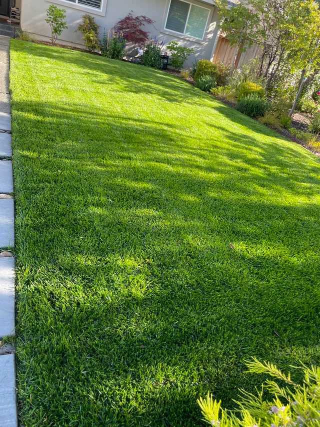 Freshly mowed lawn with neat edges